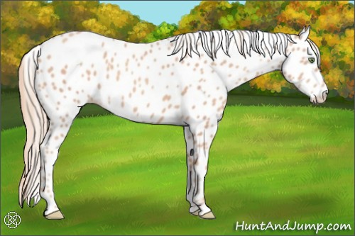 Horse Color:Gold Champagne Appaloosa Rabicano 