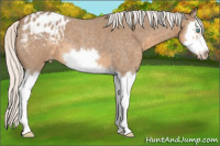 Horse Color:Gray Silver Smoky Creme Roan Splash Frame Appaloosa 