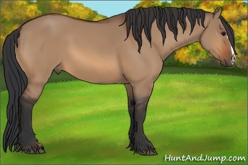 Horse Color:Bay Dun 