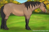 Horse Color:Bay Dun