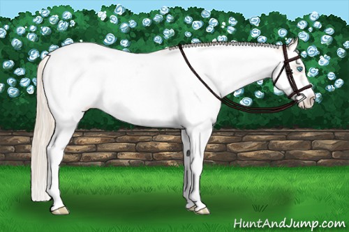 Horse Color:Smoky Creme Sabino Splash Frame Blanket Rabicano 