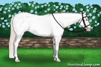 Horse Color:Smoky Creme Sabino Splash Frame Blanket Rabicano 
