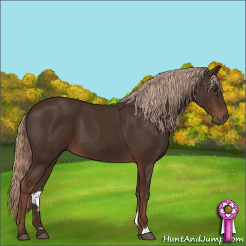 Horse Color:Liver Chestnut 