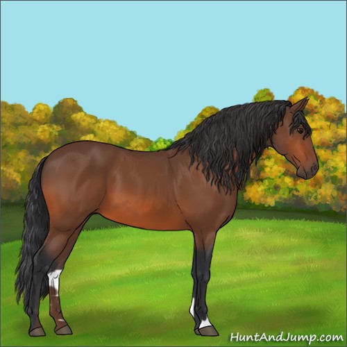 Horse Color:Bay 