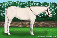 Horse Color:Cremello Sabino