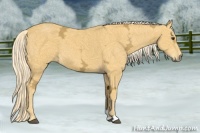 Horse Color:Palomino Ice Sabino 