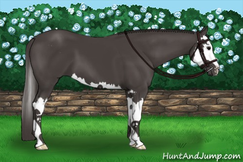Horse Color:Smoky Black Sabino Splash