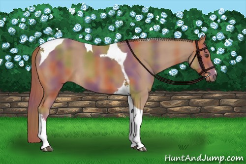 Horse Color:Nacre Chestnut Tobiano 