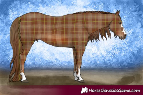Horse Color:Plaid  Chestnut 