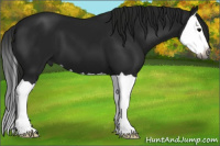 Horse Color:Gray Black Splash