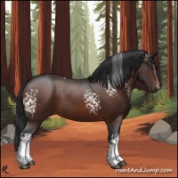 Horse Color:White Spotted Brown