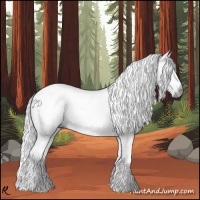 Horse Color:Gray White Spotted Bay 