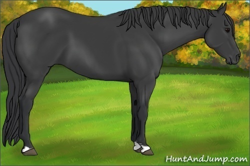 Horse Color:Black 