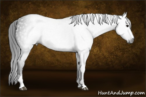 Horse Color:Gray Brown Sabino Rabicano