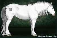 Horse Color:Black Sabino 