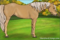 Horse Color:Palomino Sabino