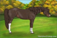 Horse Color:Liver Chestnut 