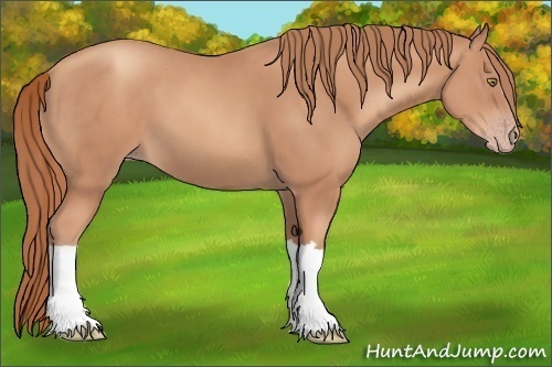 Horse Color:Gold Champagne 