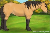 Horse Color:Buckskin Rabicano 