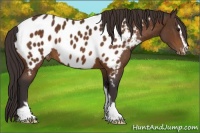 Horse Color:Buckskin Sabino Near Leopard 