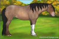 Horse Color:Gray Sable Champagne Roan 