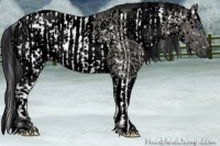 Horse Color:Grullo Sabino Splash Frame  and Void Grullo Sabino Splash Frame 