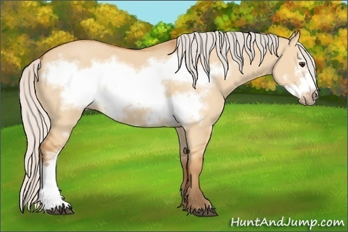 Horse Color:Silver Bay Dun Frame 
