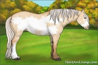 Horse Color:Silver Bay Dun Frame 