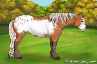 Horse Color:Silver Bay Frame Appaloosa 