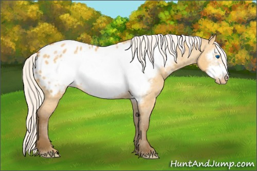 Horse Color:Silver Buckskin Dun Frame Appaloosa 