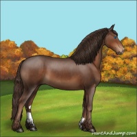 Horse Color:Liver Chestnut Frame Rabicano