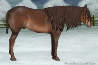 Horse Color:Liver Chestnut 