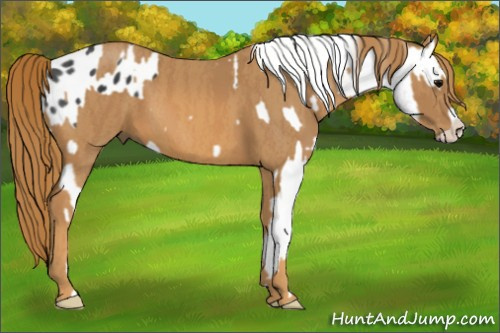 Horse Color:Black Appaloosa  Brindle