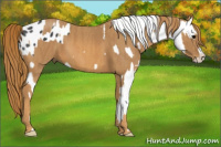 Horse Color:Black Appaloosa  Brindle