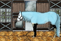 Horse Color:Watercolor Black Splash 