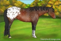 Horse Color:Bay Appaloosa