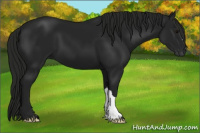 Horse Color:Gray Black 