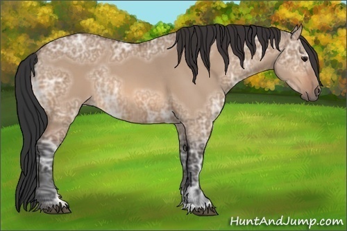 Horse Color:Bay Ice Dun 
