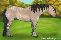 Horse Color:Bay Ice Dun