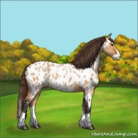 Horse Color:Bay Dun Splash Appaloosa 