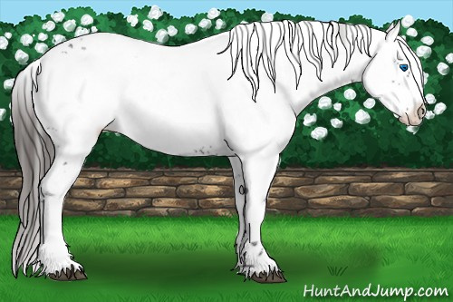 Horse Color:Liver Chestnut Frame 