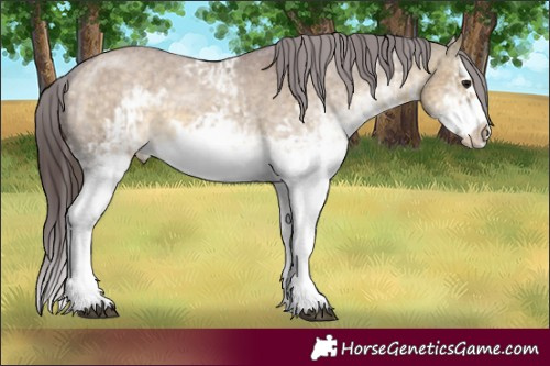 Horse Color:White Spotted Chocolate Buckskin Dun Splash Frame Varnish  and White Spotted Chocolate Buckskin Dun Splash Frame Varnish 