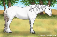 Horse Color:White Spotted Chocolate Buckskin Dun Splash Frame Appaloosa  and White Spotted Chocolate Buckskin Dun Splash Frame Appaloosa 