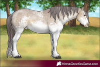 Horse Color:White Spotted Chocolate Buckskin Dun Splash Frame Appaloosa and White Spotted Chocolate Buckskin Dun Splash Frame Appaloosa