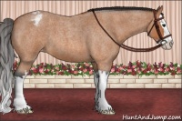 Horse Color:Bay Roan Splash Appaloosa 