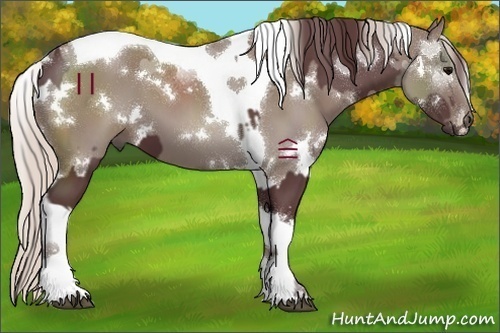 Horse Color:White Spotted Chocolate Black Tobiano and White Spotted Chocolate Silver Grullo Tobiano