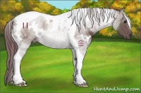 Horse Color:White Spotted Chocolate Black Tobiano