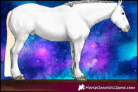 Horse Color:White Spotted Buckskin Splash Appaloosa 