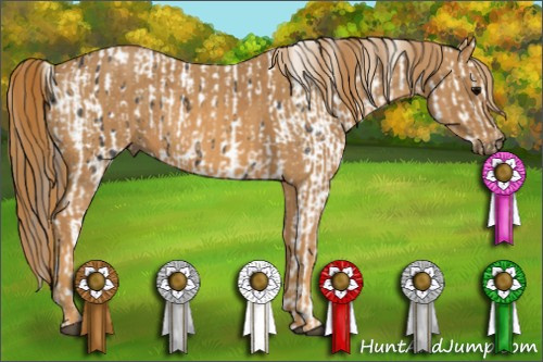 Horse Color:Black Appaloosa  Brindle