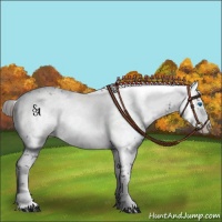 Horse Color:Liver Chestnut Frame 